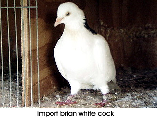 Import Cock from Brian White