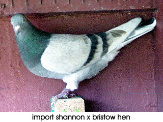 Import Hen from Colin Bristow