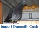 Import Dunseith Cock from Davey Warrener