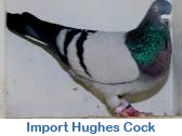 Import Hughes Cock from Davey Warrener