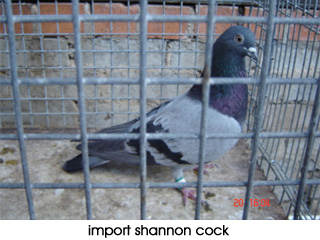 Import Cock from Harry Shannon